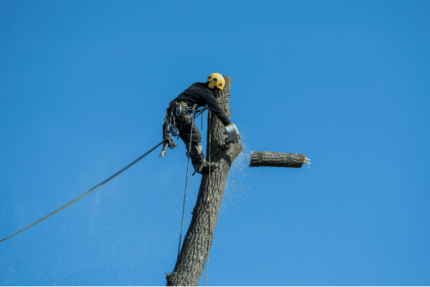A forestry-worker is on a tree.
